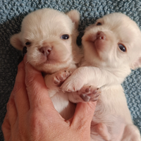 Chihuahua pelo lungo