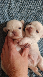 Chihuahua pelo lungo