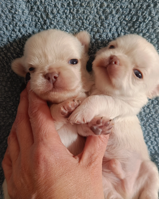 Chihuahua pelo lungo