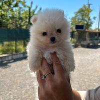 Spitz pomerania mini toy