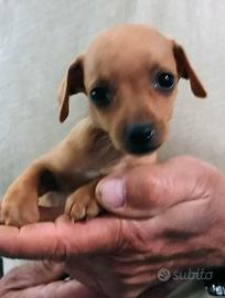 Pinscher piccola taglia