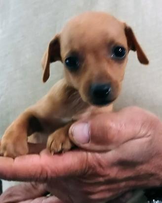 Pinscher piccola taglia