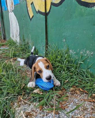 Beagle con pedigree