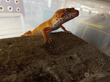 Geco Leopardino
