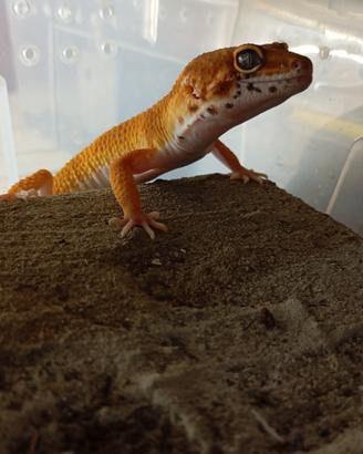 Geco Leopardino