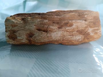 legno pietrificato