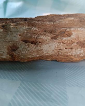 legno pietrificato