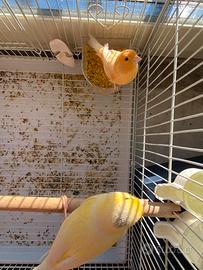 Animali