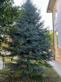 Abete per feste Natalizie