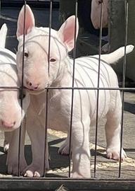 Cuccioli Bull Terrier standard