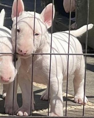 Cuccioli Bull Terrier standard