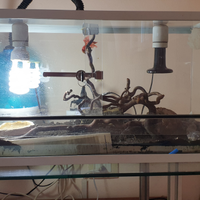 Serpente del grano