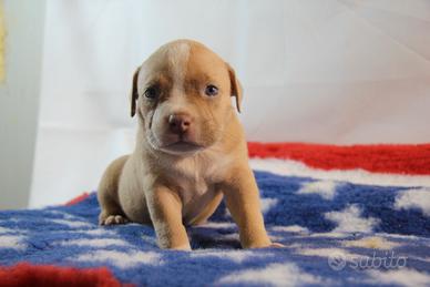 American bully allevamento selezionato