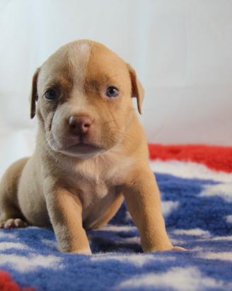 American bully allevamento selezionato