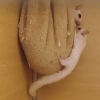 Petauri dello zucchero