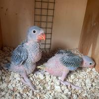 Parrocchetti dal collare