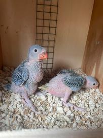 Parrocchetti dal collare