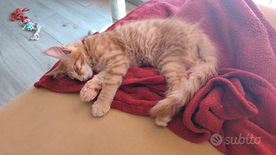 Meraviglioso cucciolo Maine coon
