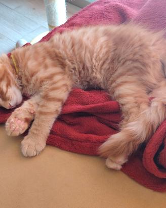 Meraviglioso cucciolo Maine coon