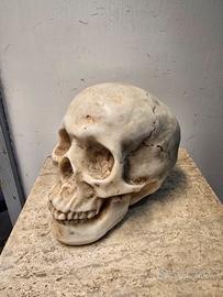 Testa morte d'epoca (Memento Mori)