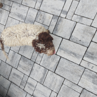 Lagotto maschio