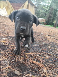 Cane corso originale