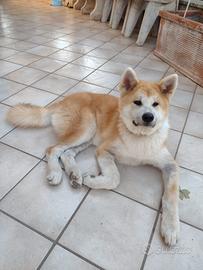 Akita inu