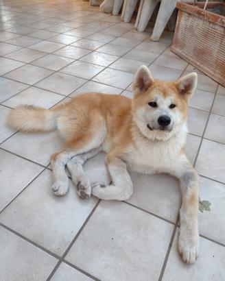 Akita inu