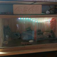 Geco maschio 5 anni piú terrario