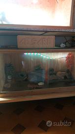 Geco maschio 5 anni piú terrario