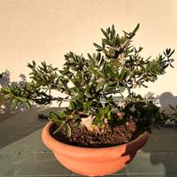 Bonsai olivastro