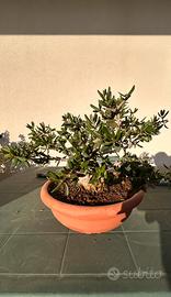 Bonsai olivastro