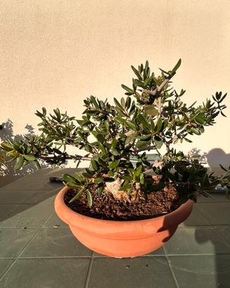 Bonsai olivastro