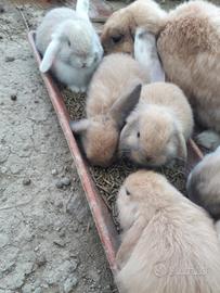 Cucciolo coniglio ariete nano