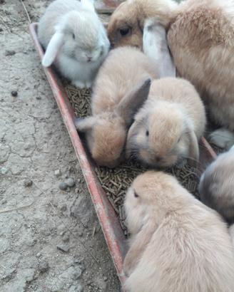 Cucciolo coniglio ariete nano