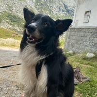 Border collie maschio per monta