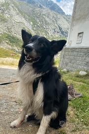 Border collie maschio per monta