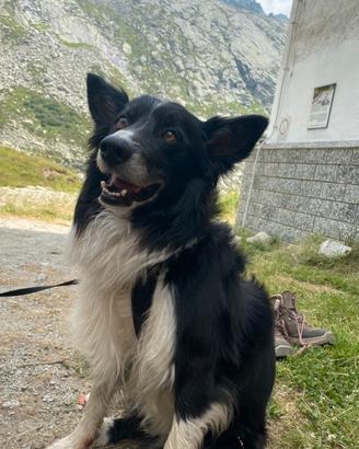 Border collie maschio per monta