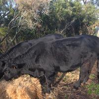 Toro di Black Angus