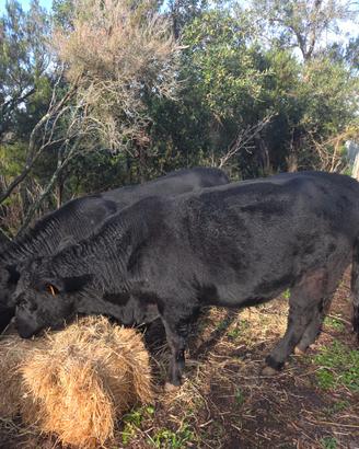 Toro di Black Angus