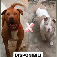 Pitbull red nose