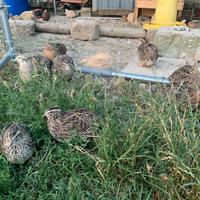 Quaglia jumbo e altro