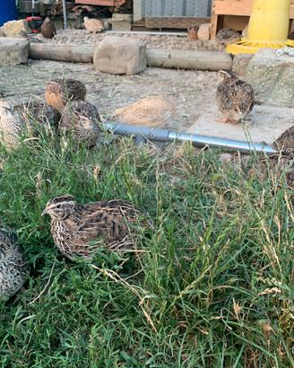 Quaglia jumbo e altro