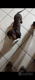 Bassotto caninchen nano
