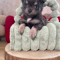 Chihuahua toy femmina pelo lungo blu 60 gg