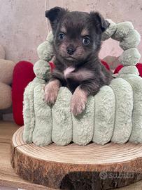 Chihuahua toy femmina pelo lungo blu 60 gg