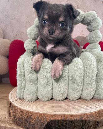 Chihuahua toy femmina pelo lungo blu 60 gg