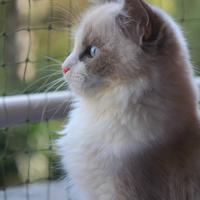 MICK cucciolone ragdoll con pedigree