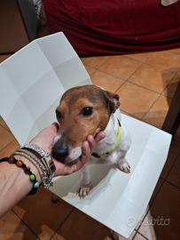 Animali