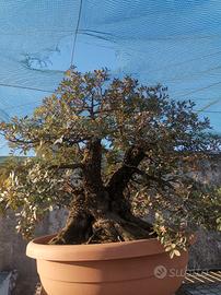 bonsai lentisco 